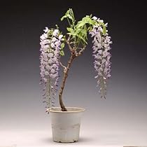 パープル一才藤　苗木　大小苗セット 楽天市場】花藤（ハナフジ）紫花 一才藤 苗木 7号【藤の木 藤の